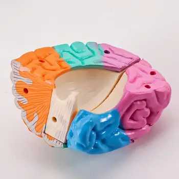 Инструмент для моделирования анатомии человеческого мозга, модель функций мозга для обучения в классе