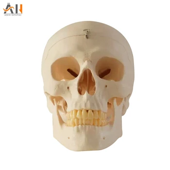Модель анатомии черепа человека в натуральную величину, сборка модели черепа, инструмент для обучения анатомии скелета человека