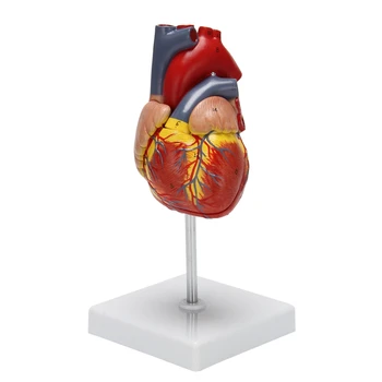 Модель человеческого сердца 1: 1, анатомически точная модель сердца, анатомия человеческого скелета в натуральную величину для показа в научном классе