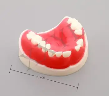 Установка отсутствующей модели полости рта Пародонтальный шов, затем модель для практики заболеваний Бесплатная доставка